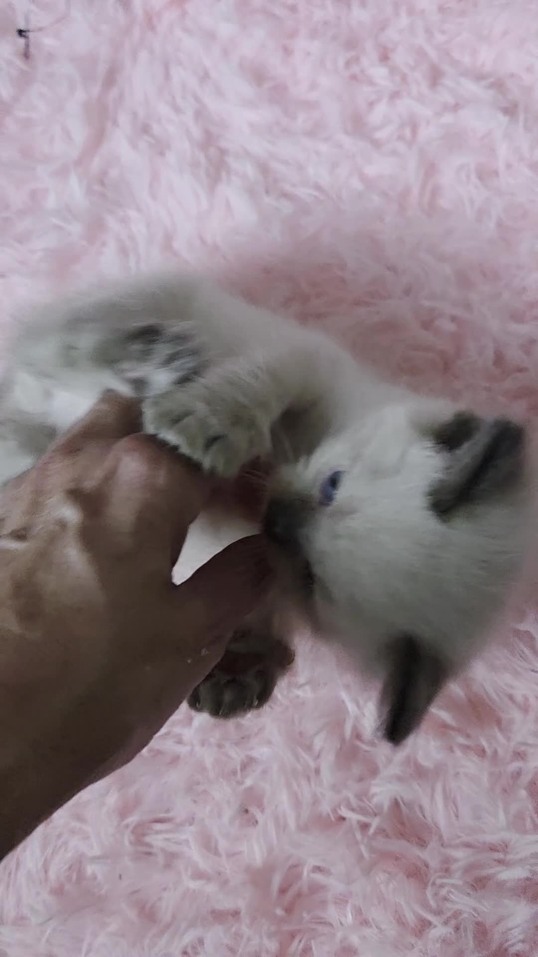 Ragdoll cats for sale: Beautiful Ragdoll kittens for sale - Video 3