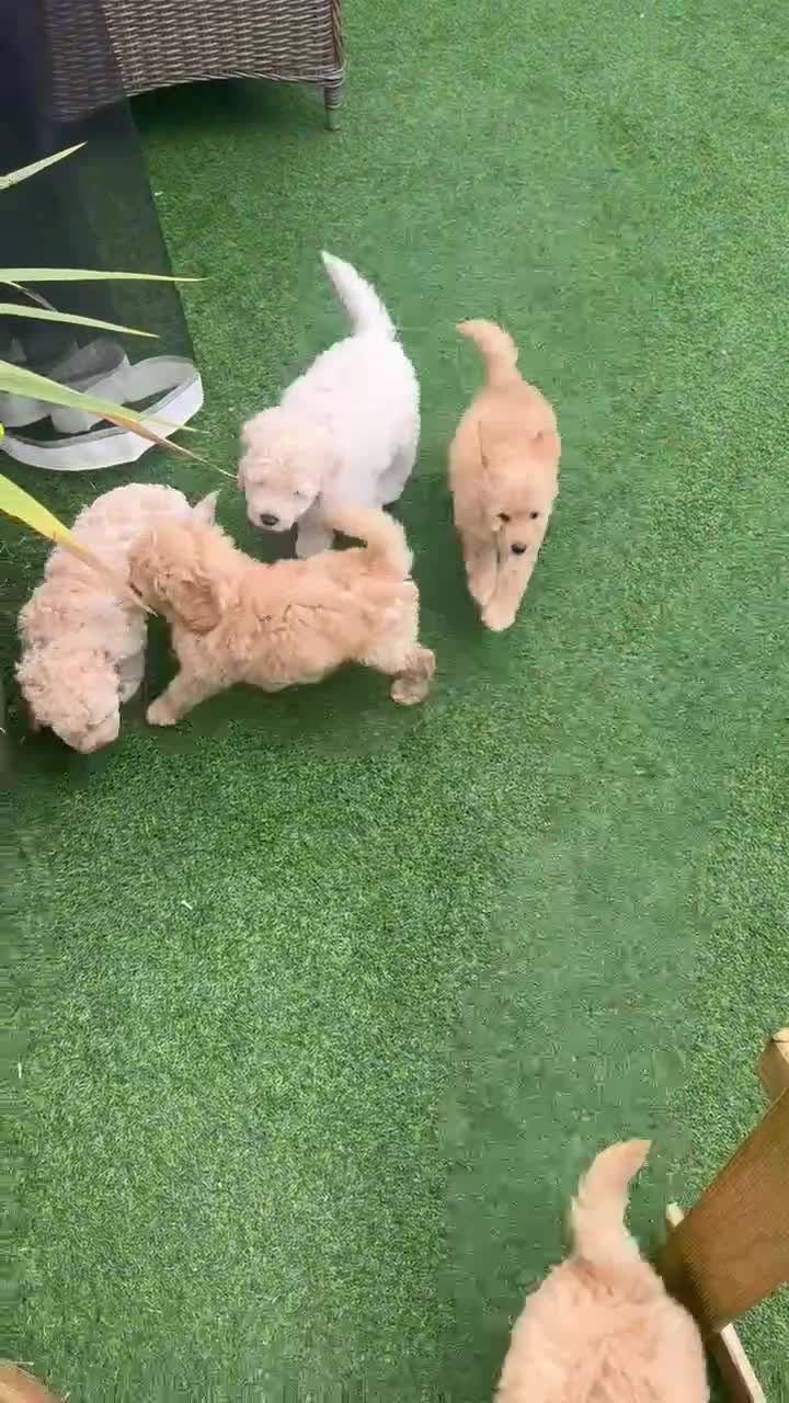 Labradoodle dogs for sale: Labradoodle puppies  - Video 2