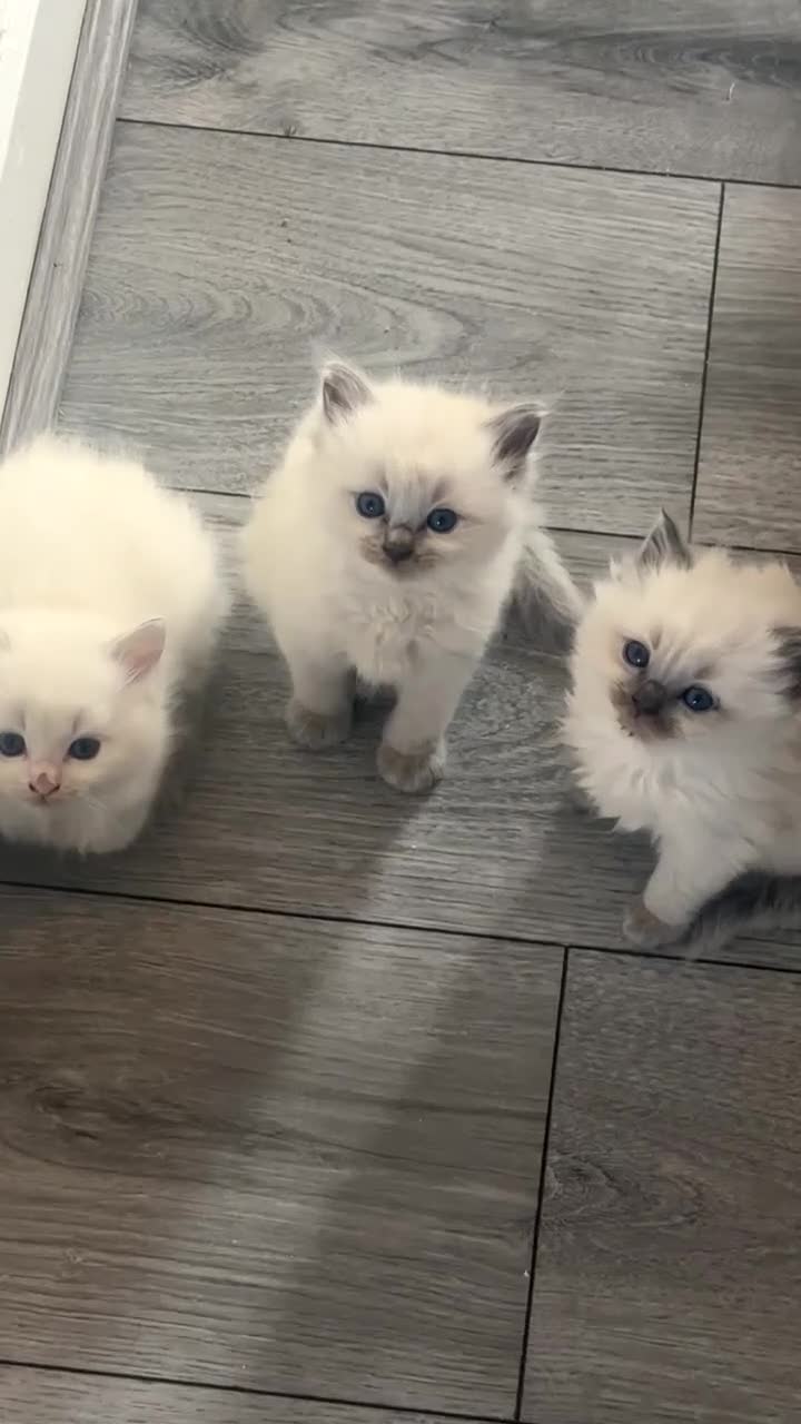 Ragdoll cats for sale: Ragdoll kittens - Video 5