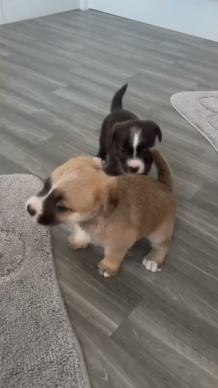 Mixed Breed dogs for sale: Jack Shih  - Video 2