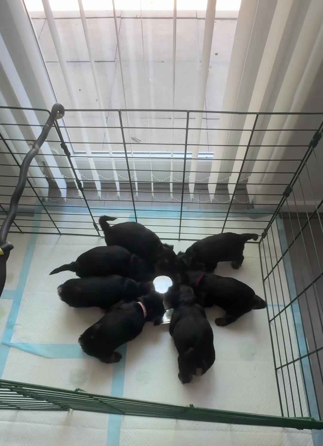 Yorkshire Terrier dogs for sale: Yorkshire Terrier Puppies Only 1 Boy Left !!!! - Video 1
