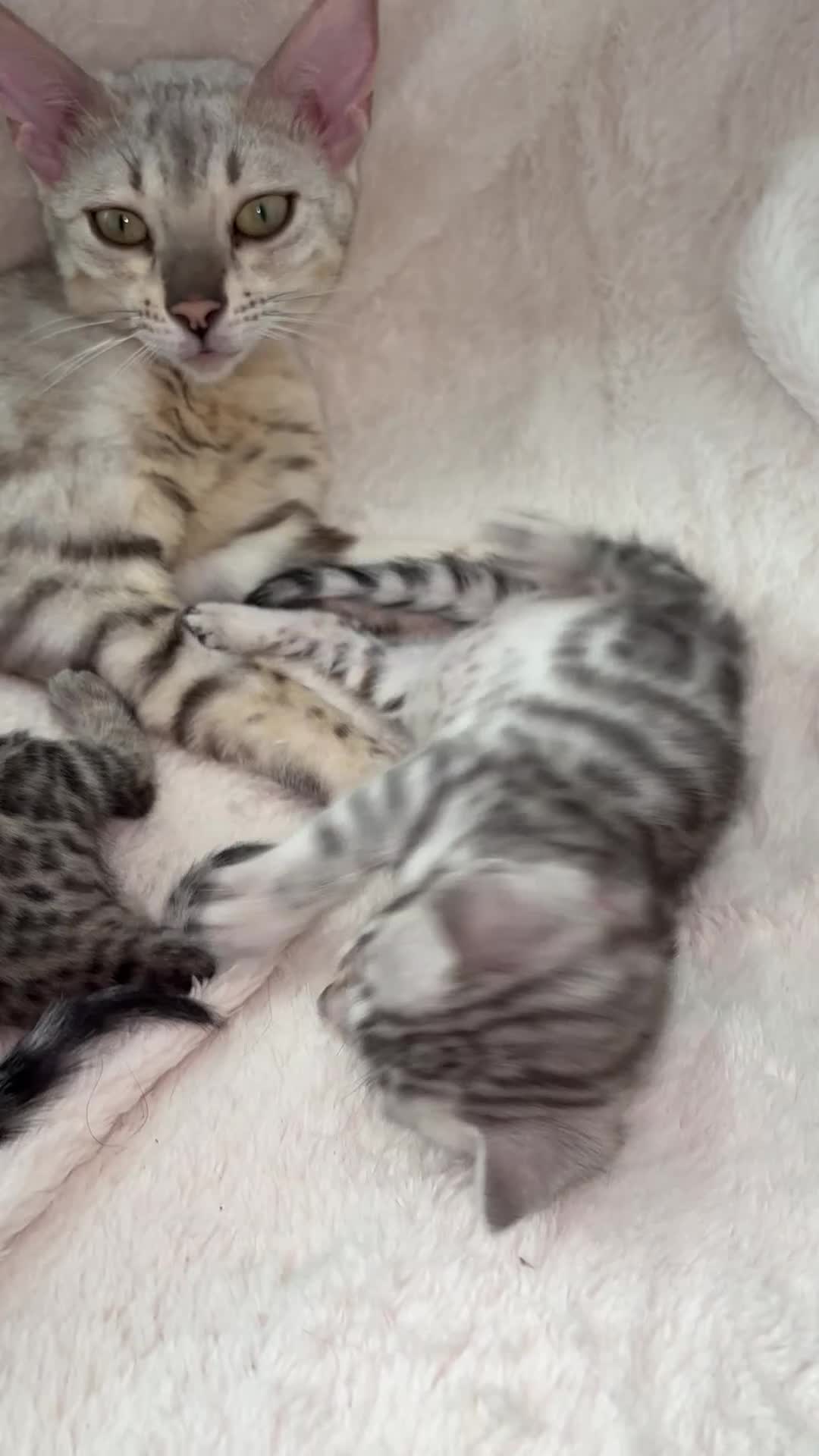 Bengal cats for sale: 🎬 Little Leopard Diaries | TICA BENGAL KITTENS 💎 - Video 2