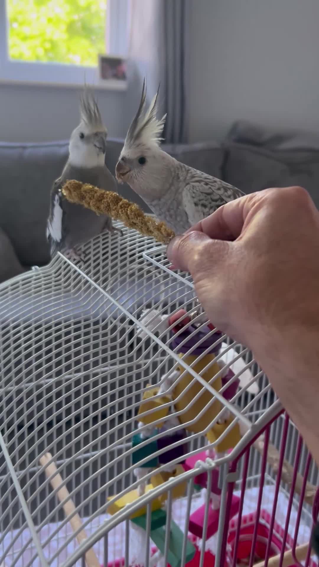 Cockatiels birds for sale: Male White Face Cockatiel  in Preston - Video 1
