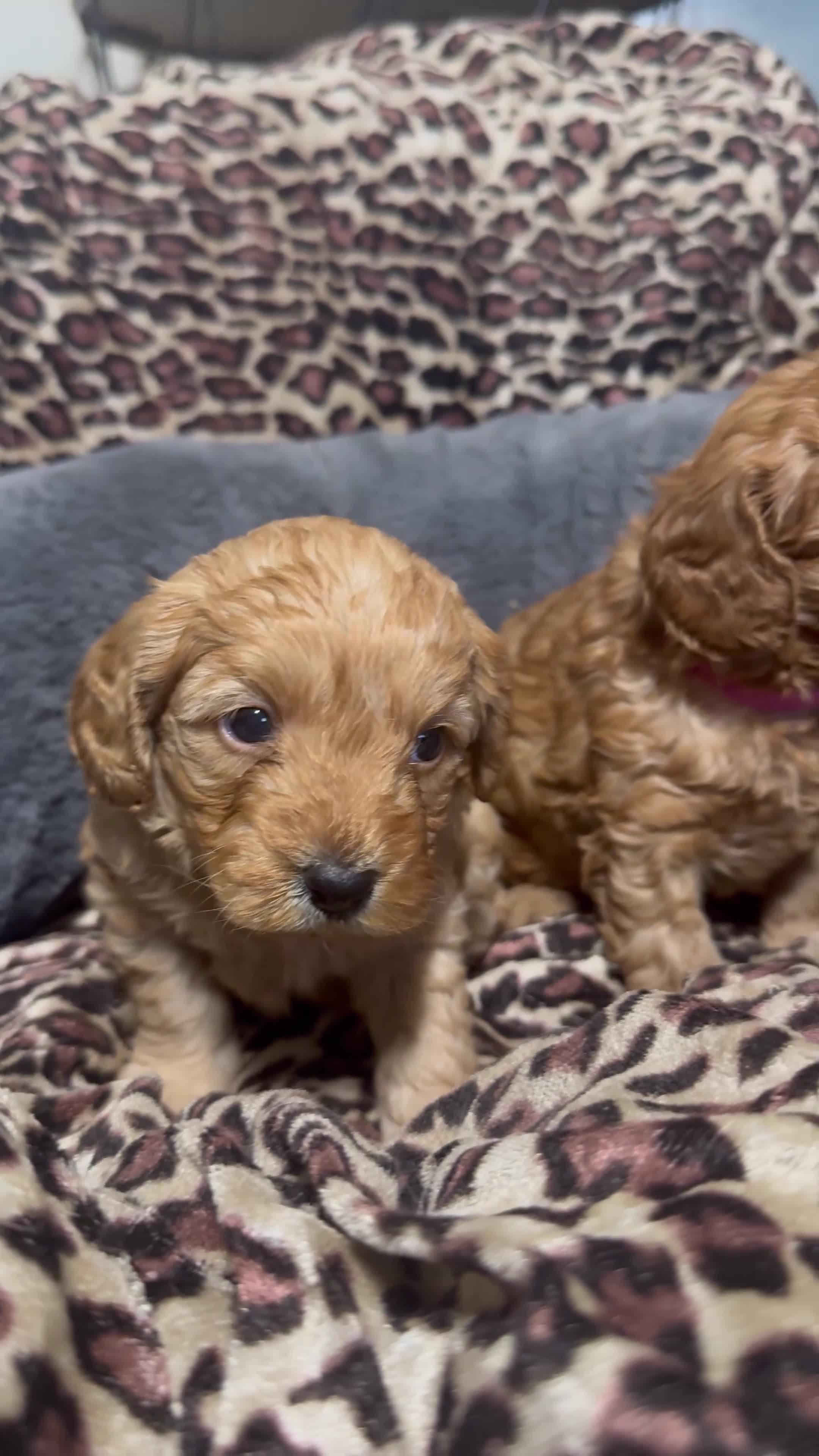 Cavapoo dogs for sale: Teddy bear F1B cavapoo - Video 2