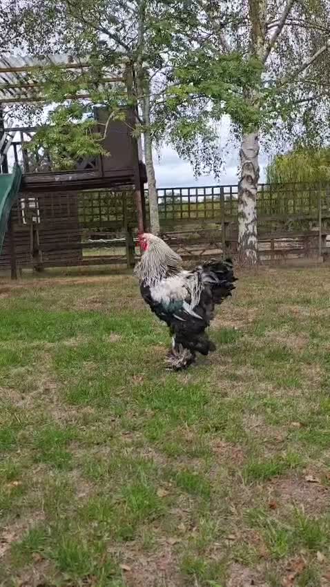 Chickens poultry for sale: Black Brahma Cockerel 2.5 year old proven fertile in Enfield - Video 1