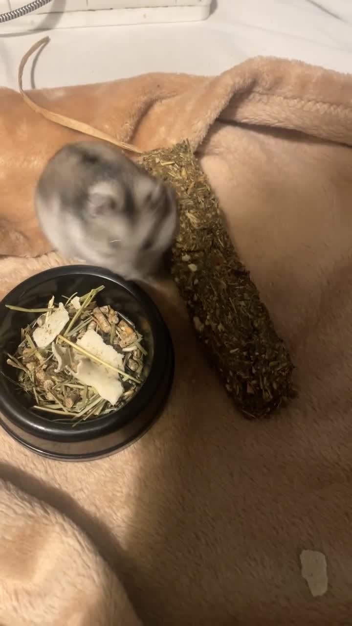 Hamster rodents for sale: Female russian dwarf hamster  - Video 1