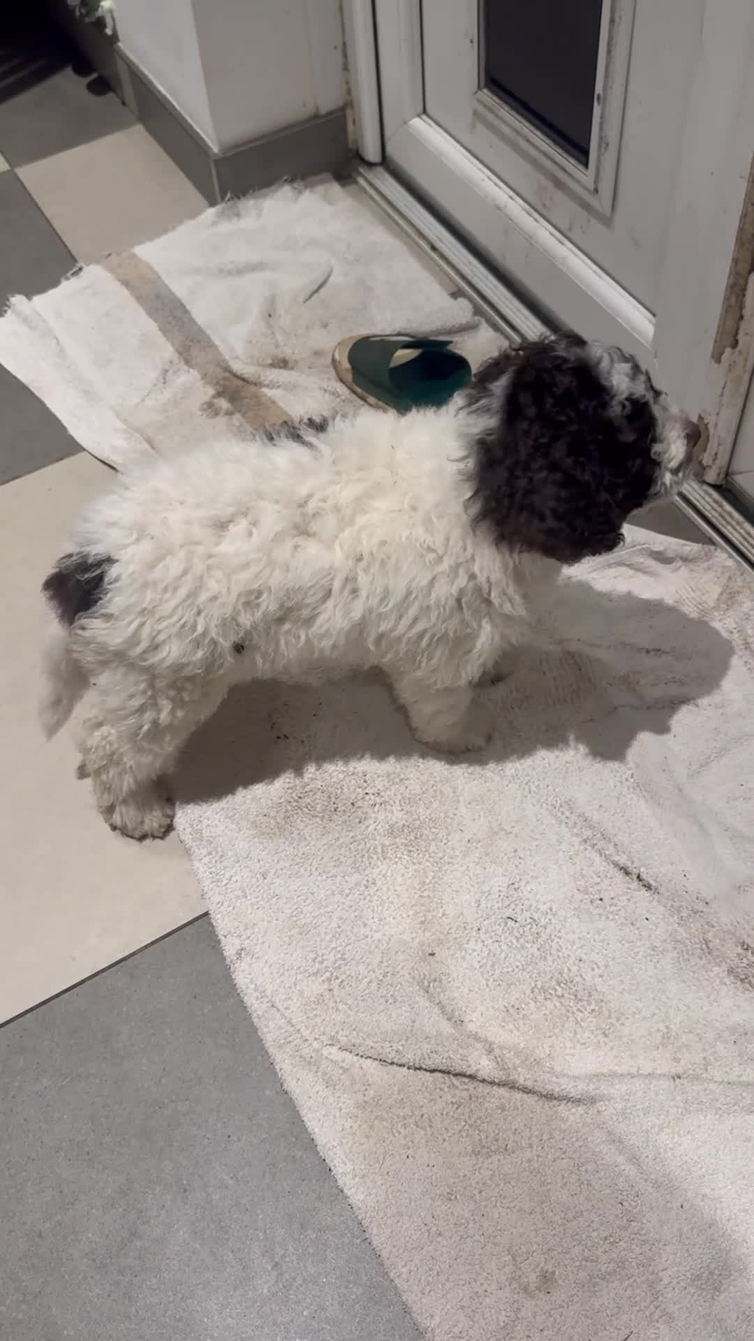 Lagotto Romagnolo dogs for sale: Lagotto Romagnolo Pups – Only two males available - Video 5