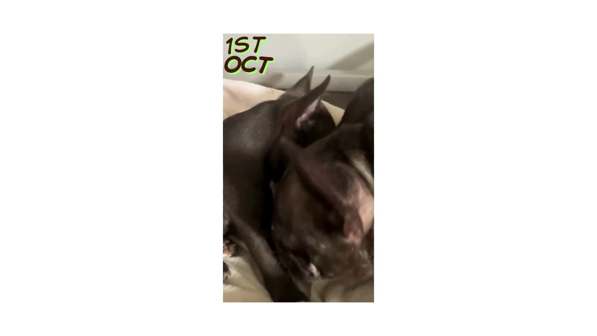 French Bulldog dogs for sale: Last One - KC French Bulldog Puppies - Video 3