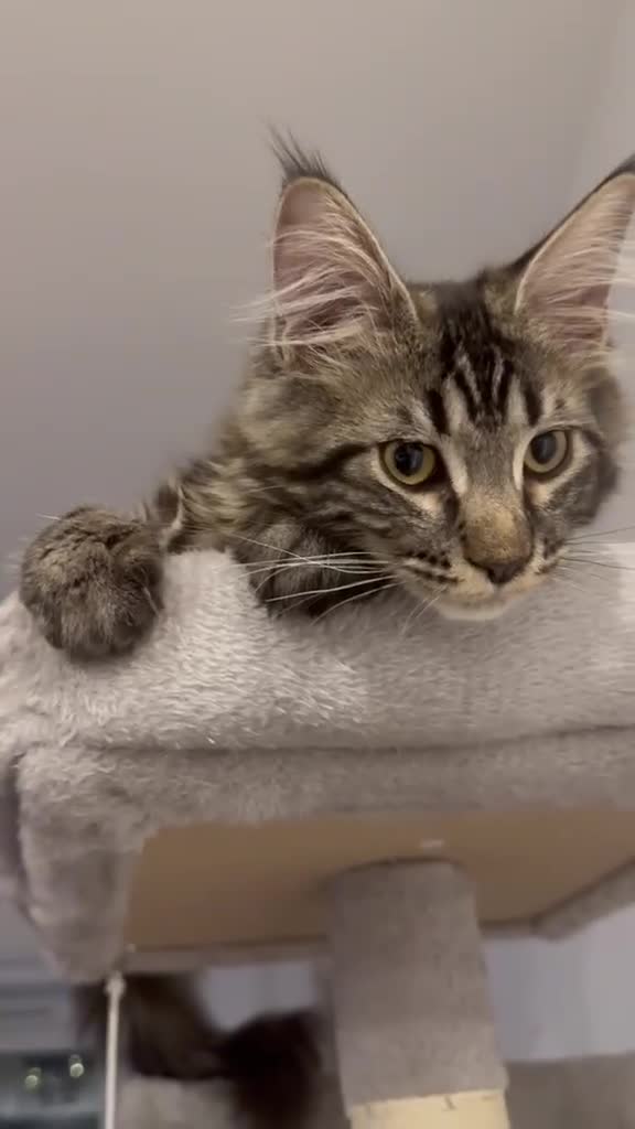 Maine Coon cats for sale: Maine Coon XL gorgeous boy purebred for sale  - Video 1