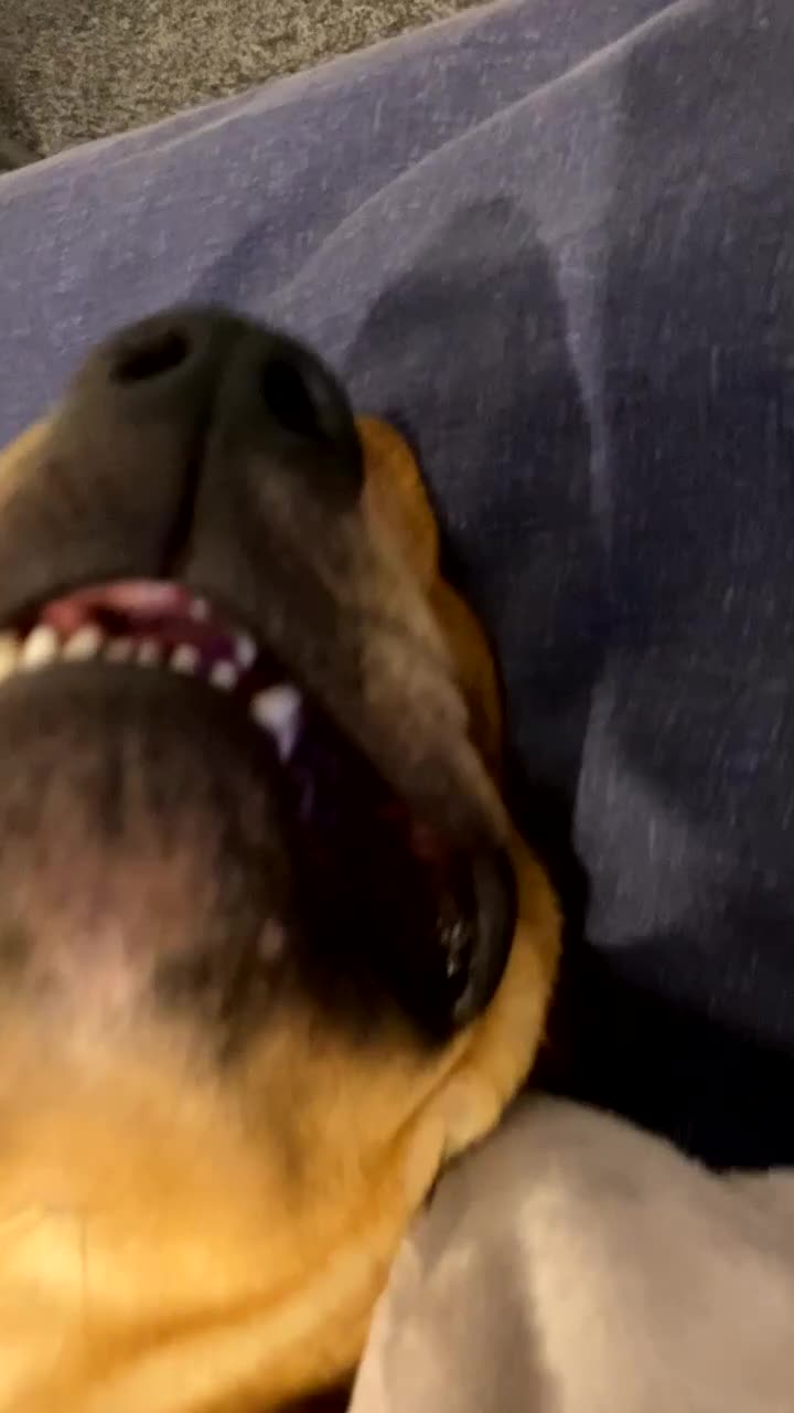 Mixed Breed dogs for sale: Lurcher x Rottweiler  - Video 5