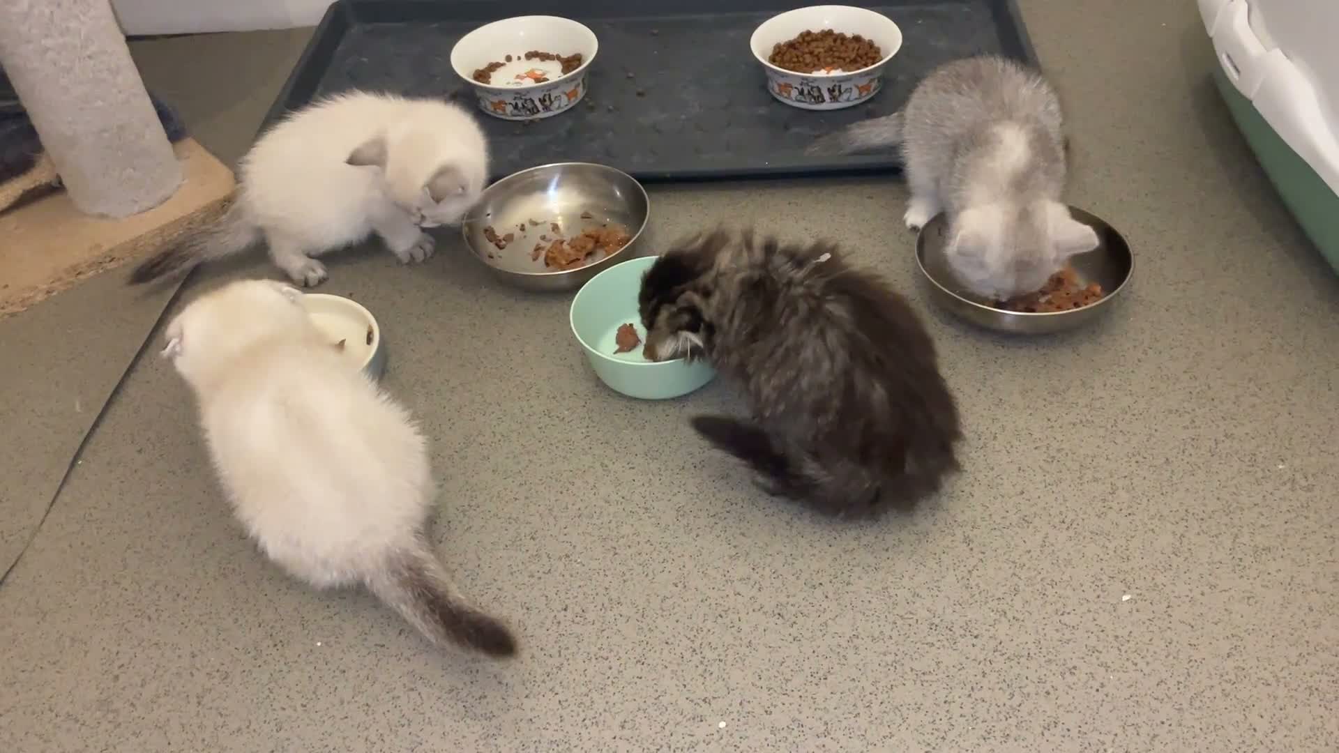 Scottish Fold cats for sale: Adorable Scottish Fold Kittens for Sale  - Video 1