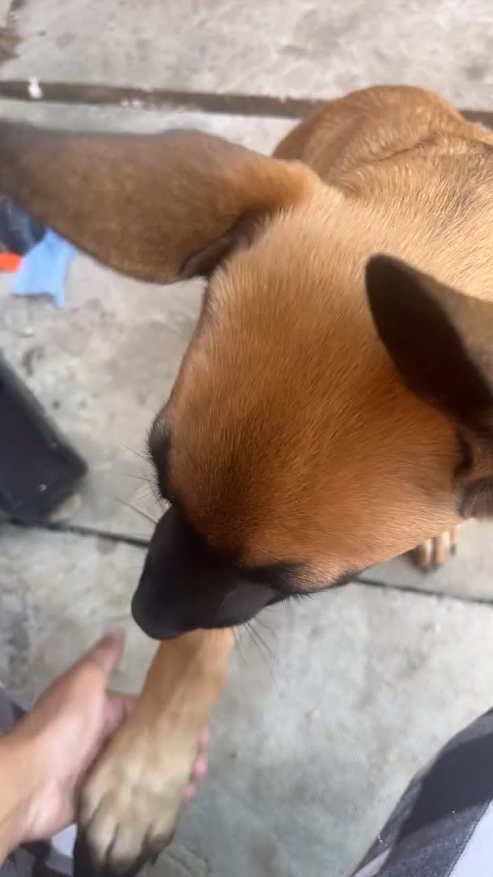 Mixed Breed dogs for sale: Belgian Malinois x German Shepherd in Dewsbury - Video 2
