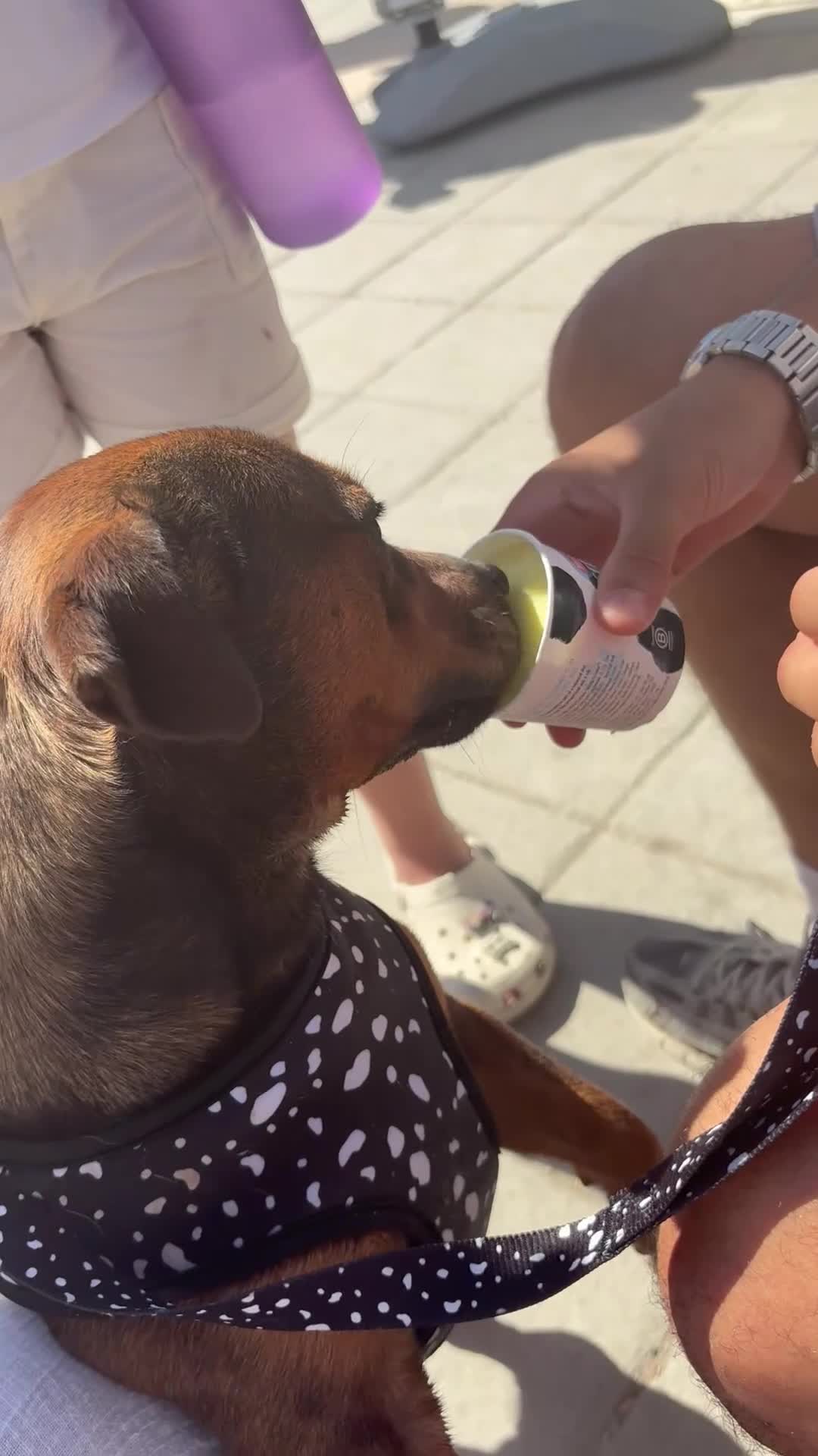 Chiweenie dogs for sale: Frankie  in Maidenhead - Video 1