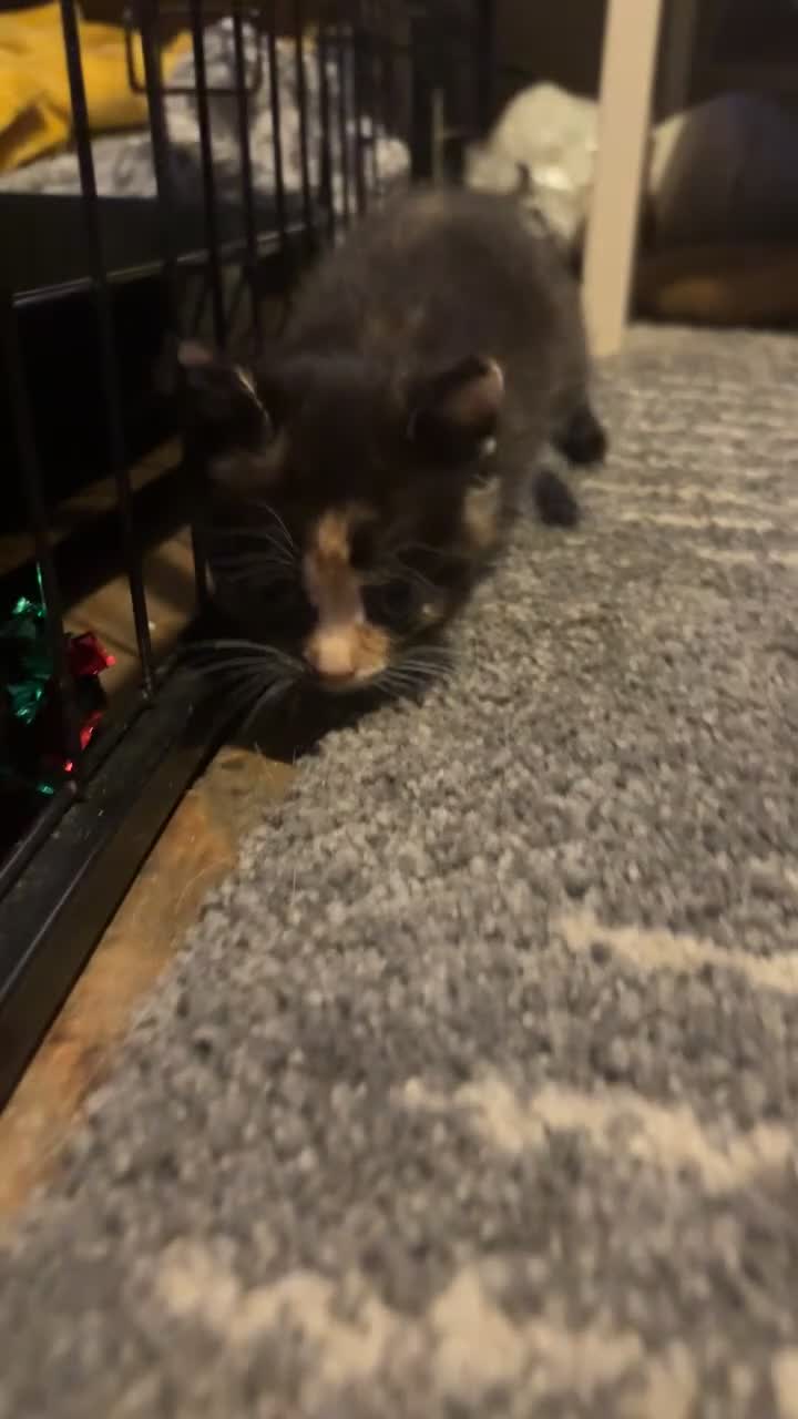 Mixed Breed cats for sale: 2 beautiful kittens  - Video 1