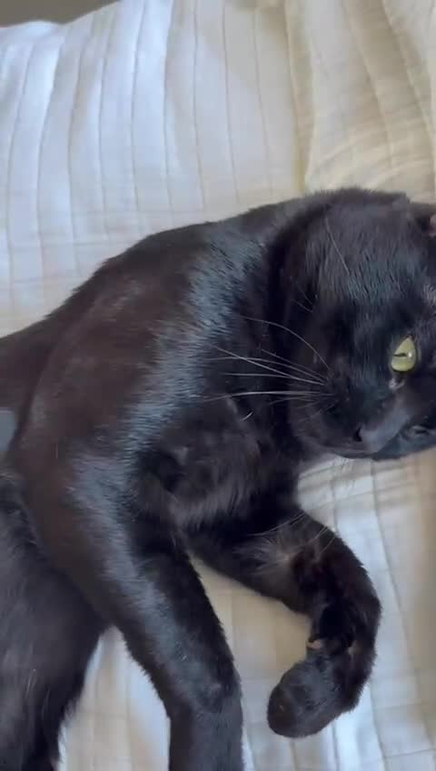 Bengal cats for sale: Magnificent bengal stud boy 😍 - Video 3