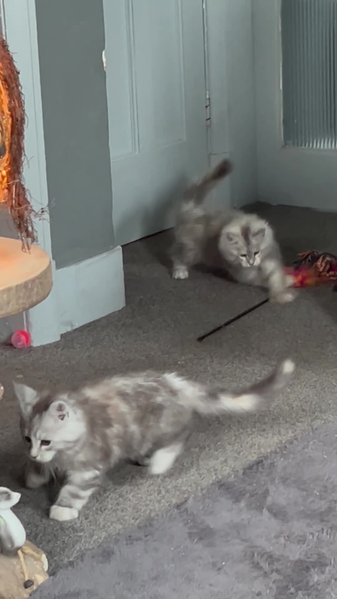 Maine Coon cats for sale: Maine Coon girls  - Video 1