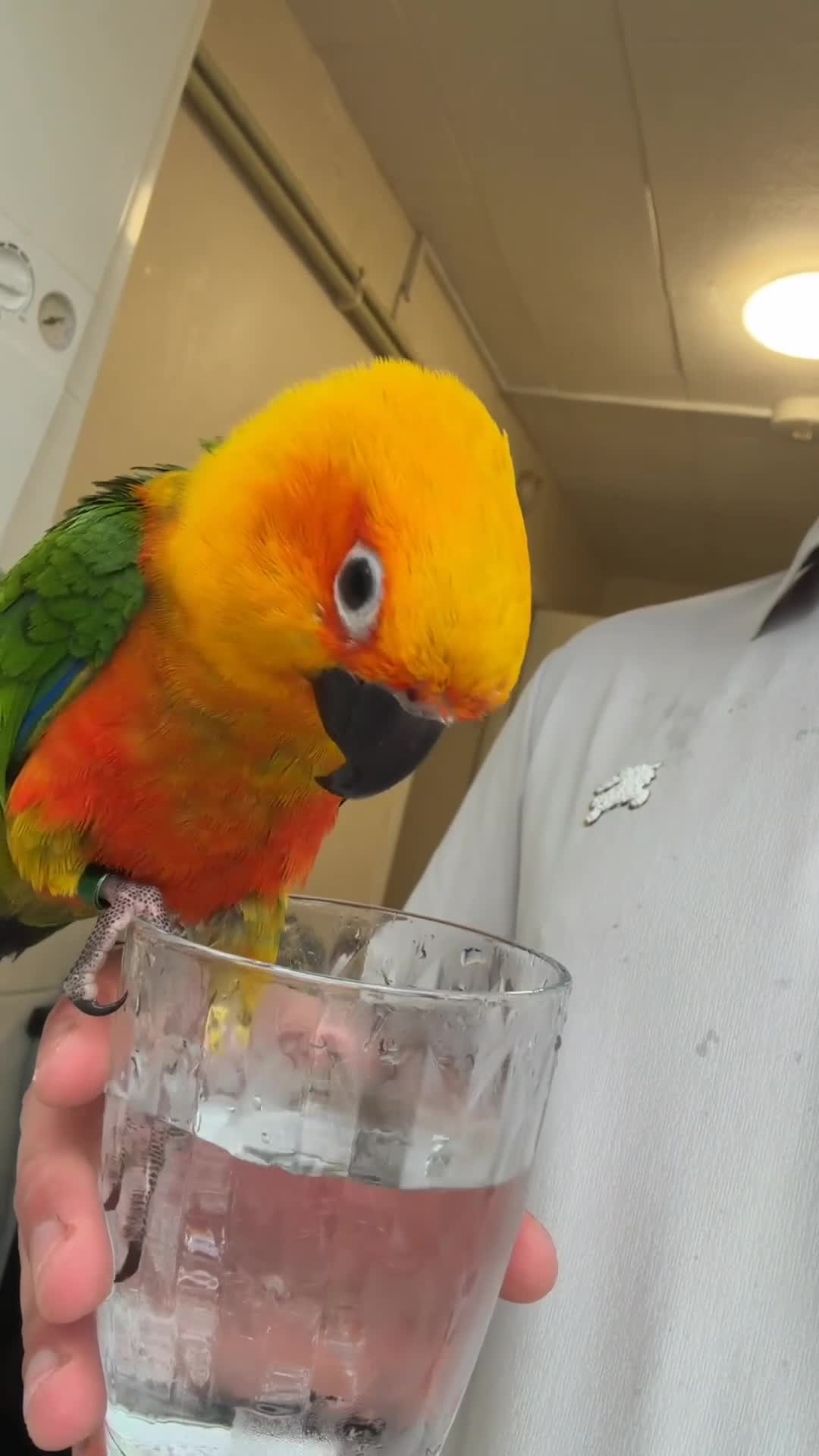 Parrots birds for sale: Sun conure - Video 1