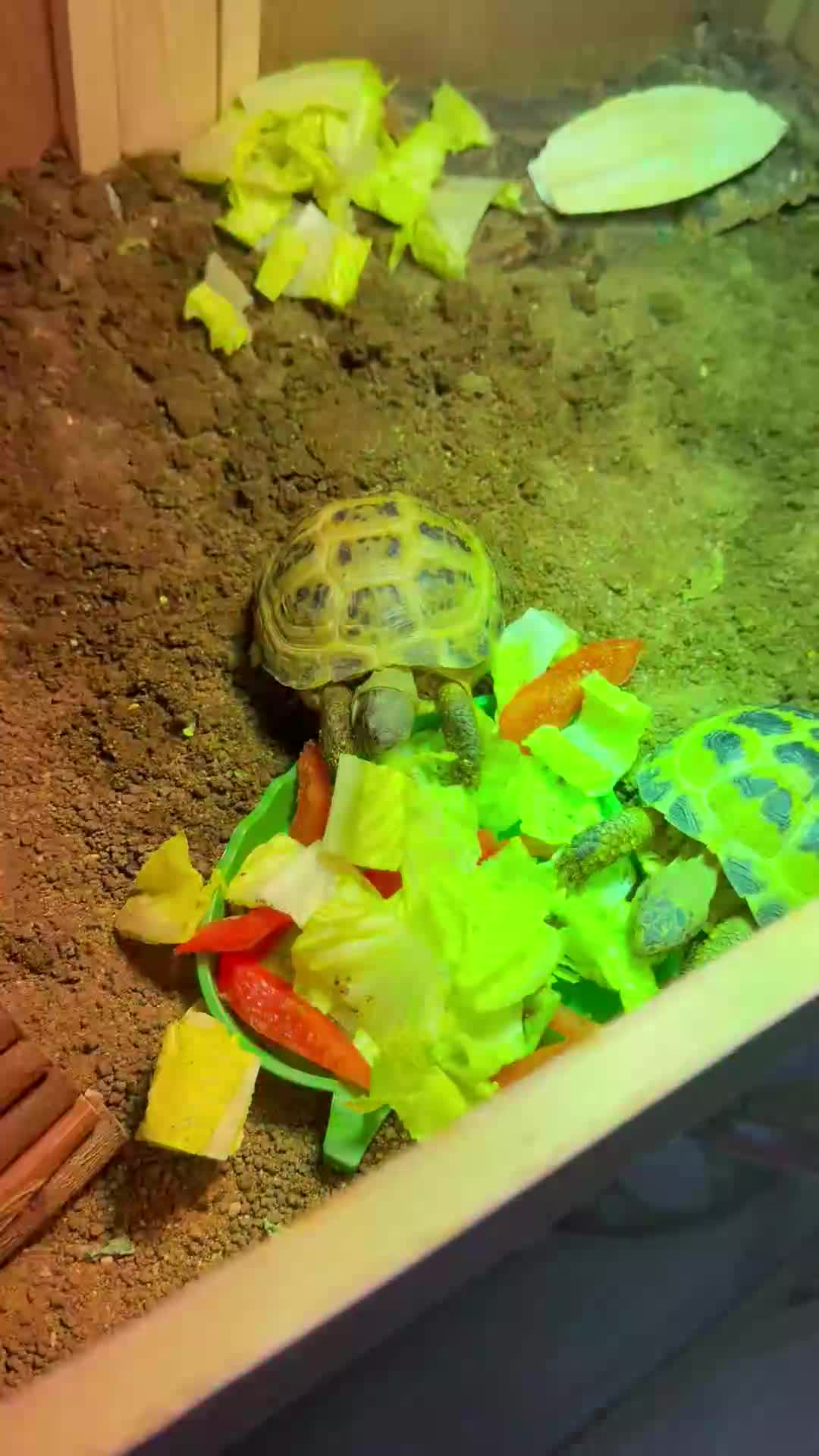Tortoise reptiles for sale: 2x horsfield tortoises  in Nottingham - Video 1