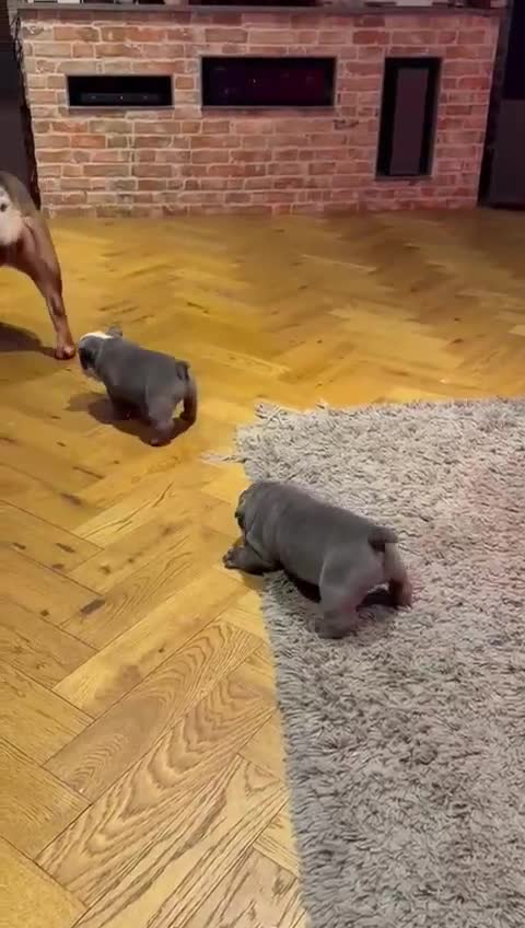 English Bulldog dogs for sale: Beautiful English Bulldog Puppies in Bristol - Video 1