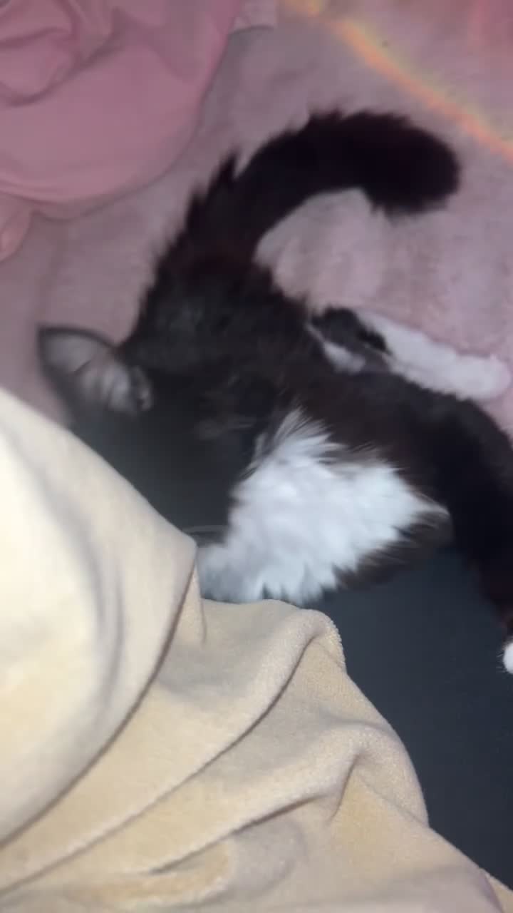 Mixed Breed cats for sale: 2 female tuxedo cats  - Video 3