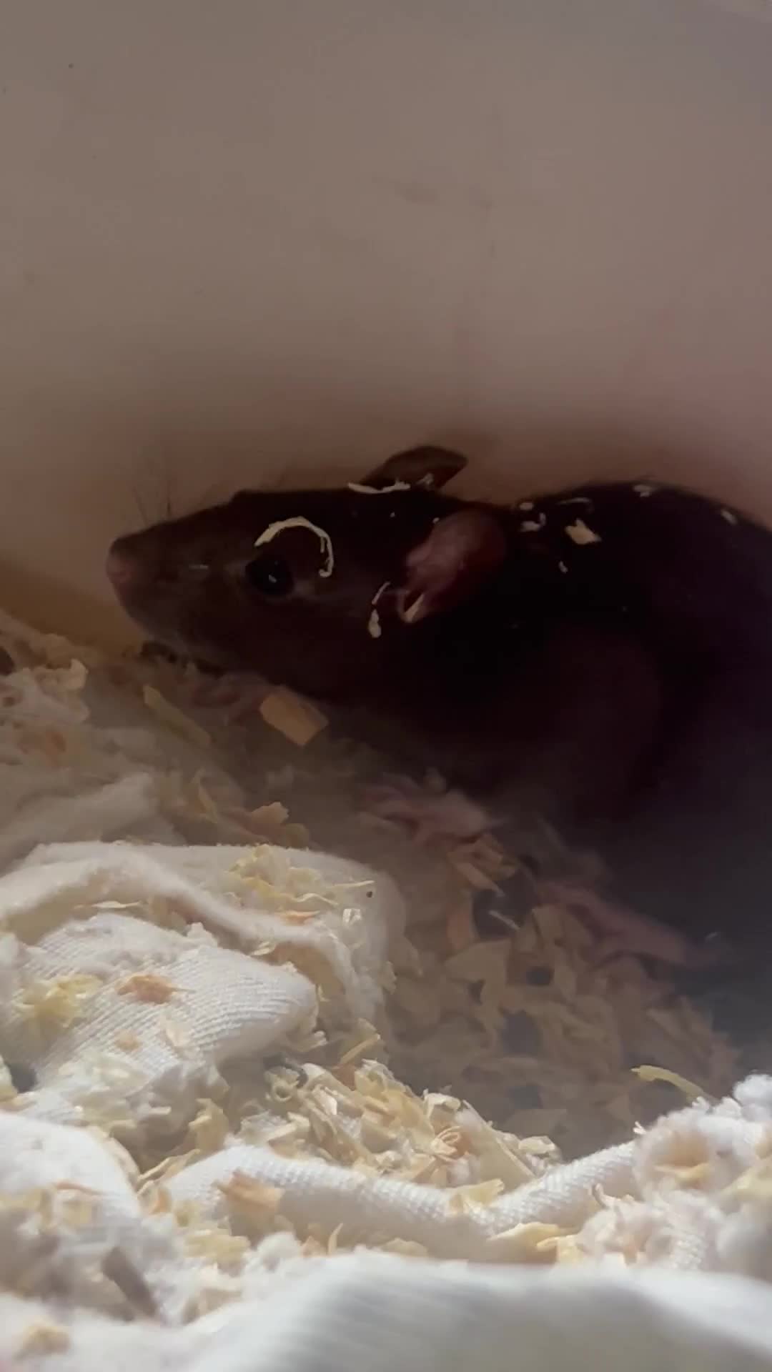 Rat rodents for sale: Baby rats,NEED GONA ASAP! READY TO LEAVE NOW - Video 3