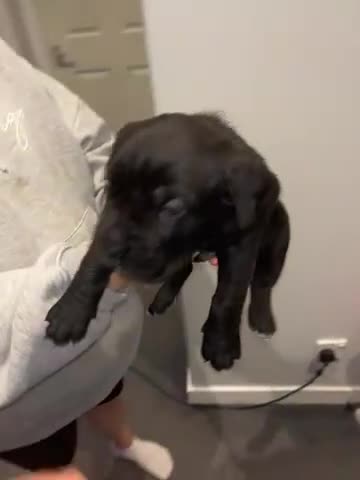 Cane Corso dogs for sale: 1 male black pup left £900  - Video 3