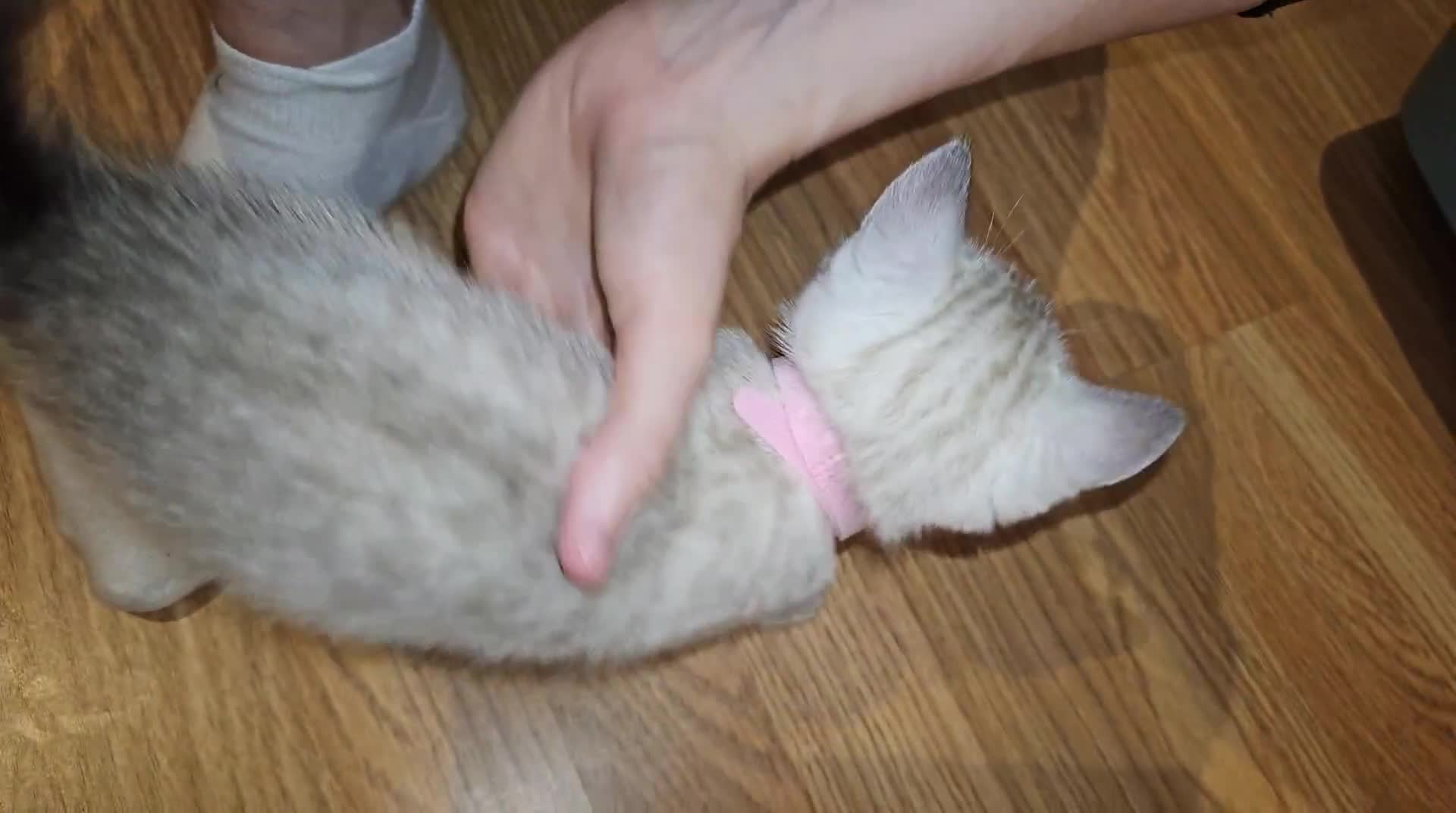 Bengal cats for sale: One Snow Bengal left - Video 2