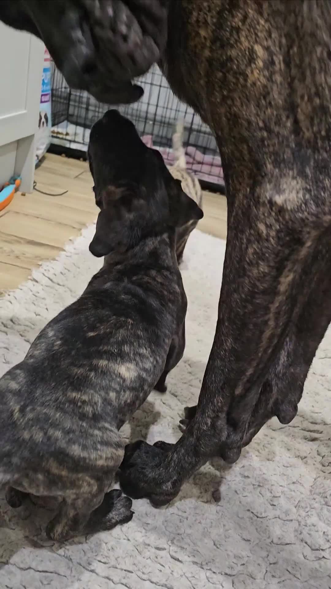 Great Dane dogs for sale: ONLY 1 LEFT Stunning Brindle Male Great Dane Pup - Video 1