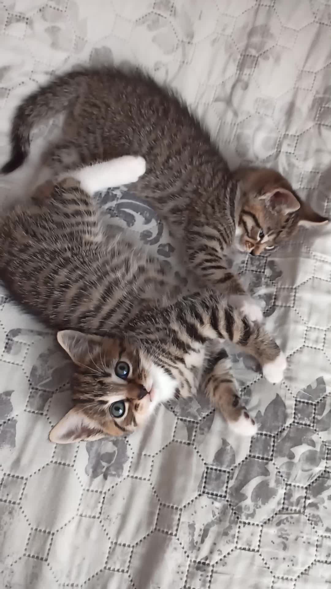 Siberian cats for sale: 4 kittens for sale - Video 1