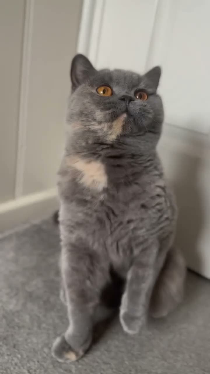 British Shorthair cats for sale: British Shorthair  - Video 1