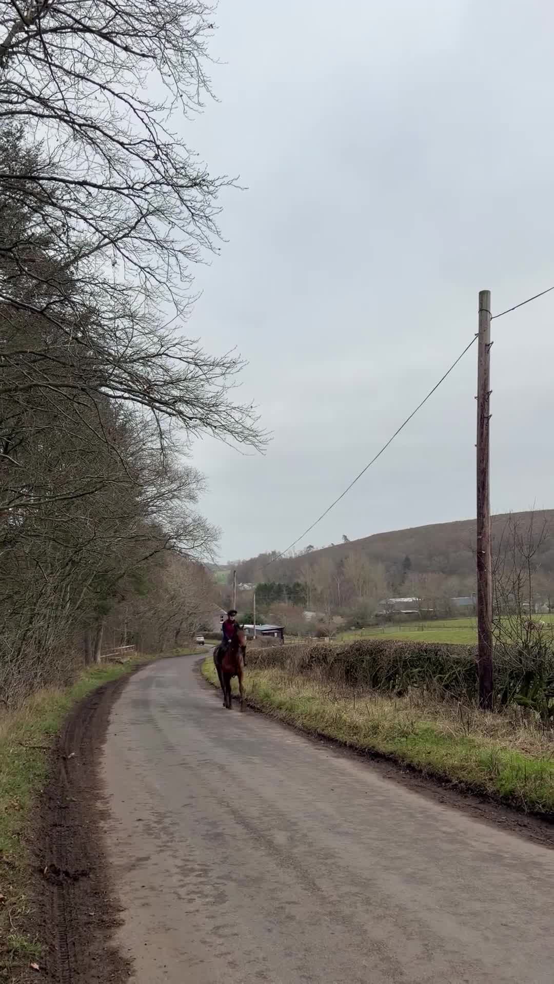 English Thoroughbred horses for sale: Bella bay 3 year old filly - Video 2