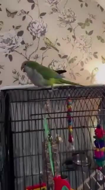Parrots birds for sale: 3-Year-Old Green Quaker Parrot - Video 1