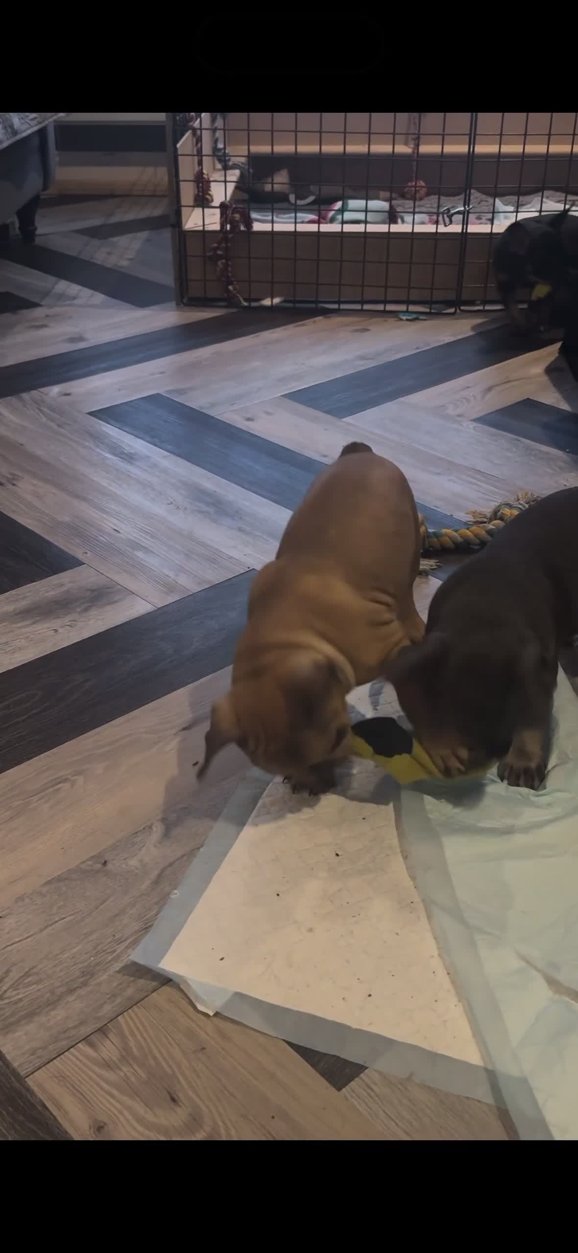 French Bulldog dogs for sale: 🐾Beautiful French Bulldog Puppies 🐾 - Video 1