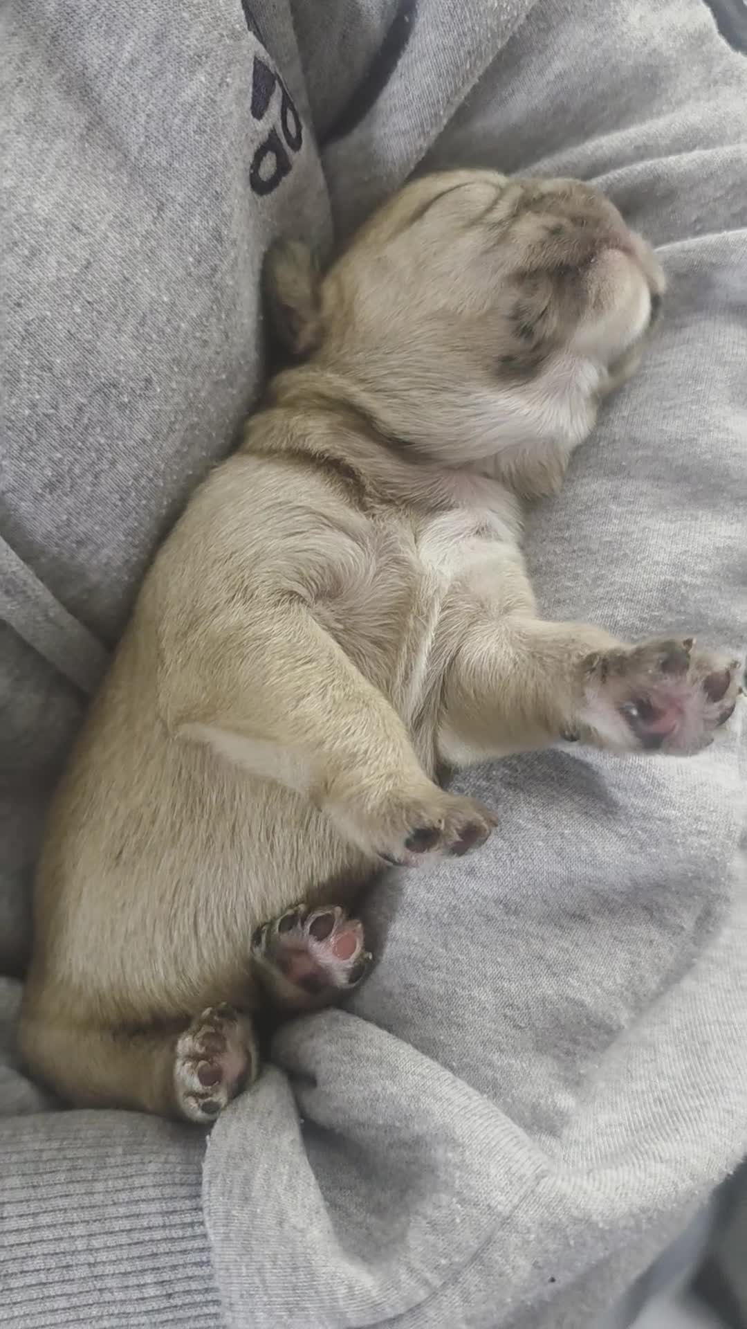 Mixed Breed dogs for sale: French Bull Tzu. 5 weeks old  - Video 4