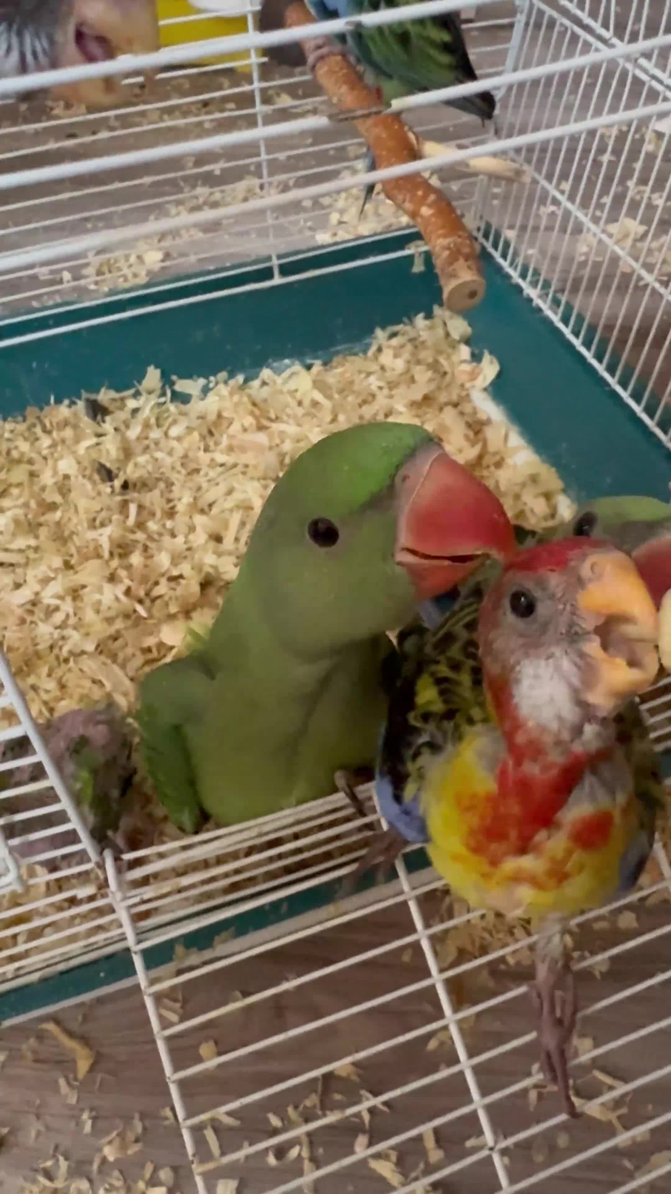 Parrots birds for sale: Spoon fed parrots for sale 10 12 weeks old  - Video 1