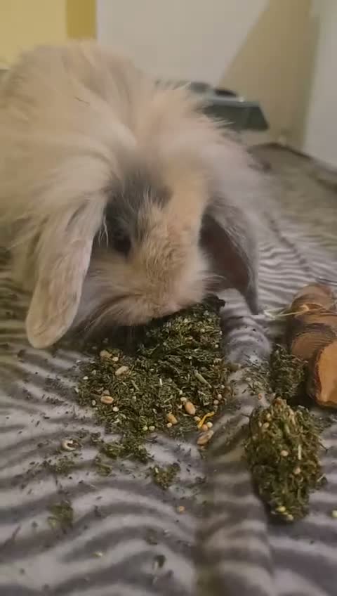 Mixed Breed rabbits for sale: BROTHER&SISTER - Video 1