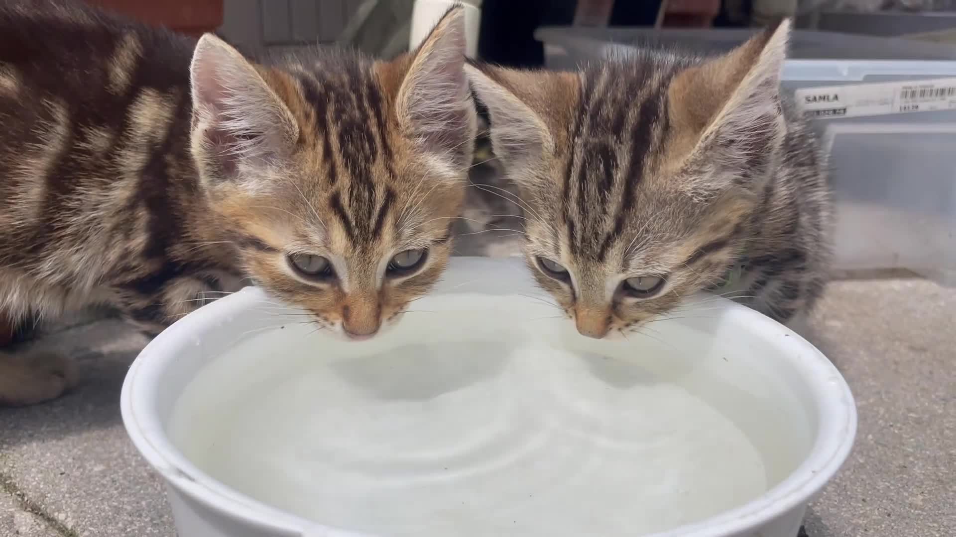 Bengal cats for sale: Two gorgeous bengal boys left READY NOW - Video 2