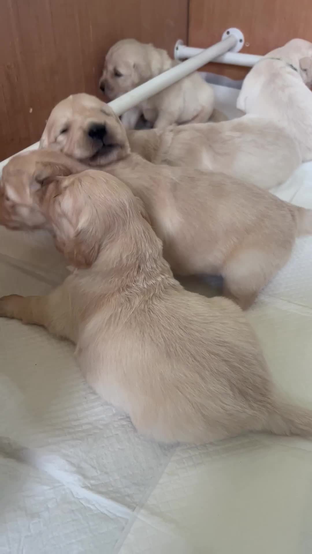 Golden Retriever dogs for sale: Big Boned Golden Retriever 07983316257 - Video 3