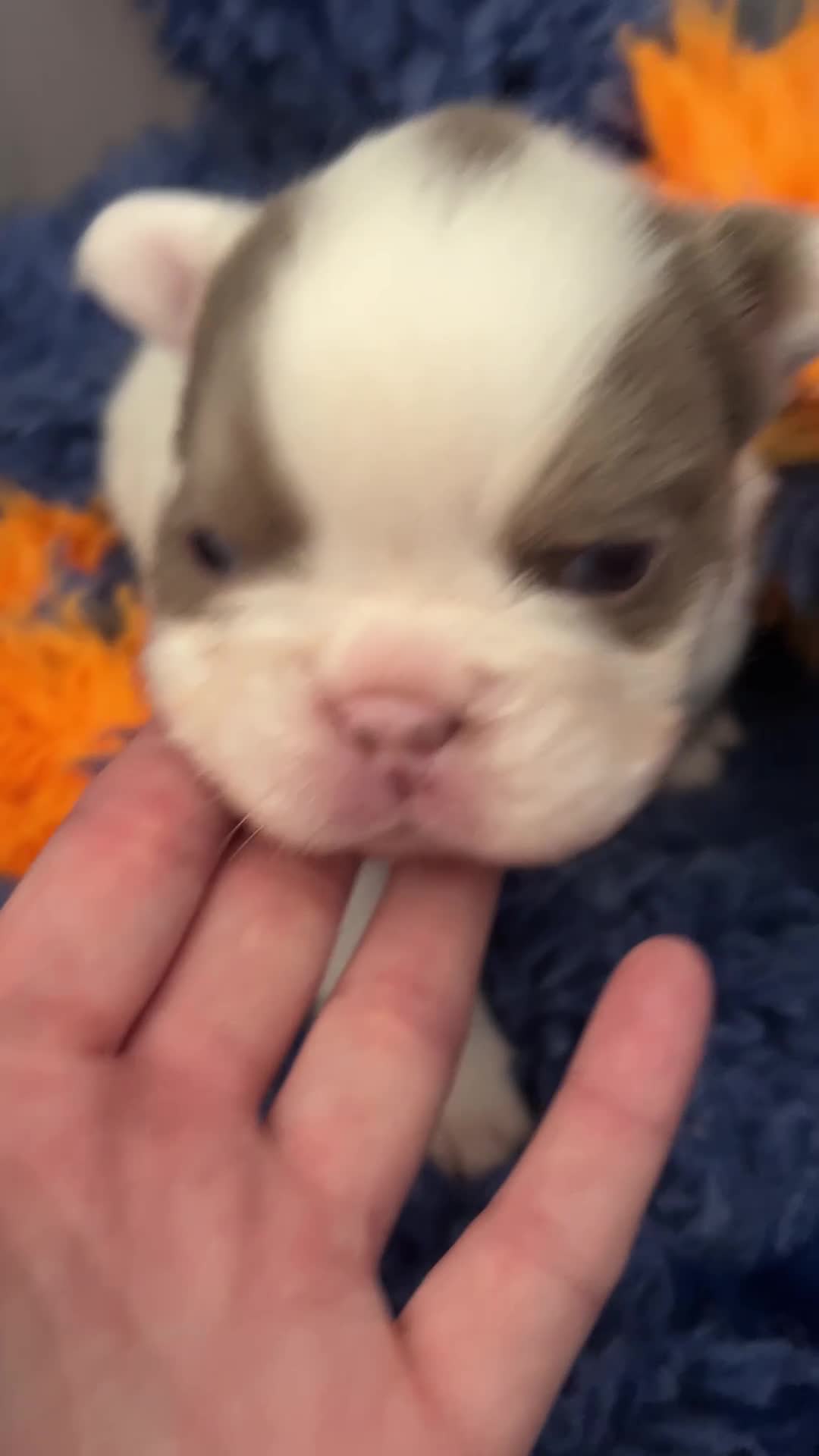 French Bulldog dogs for sale: New shade fluffy French bulldog  - Video 3