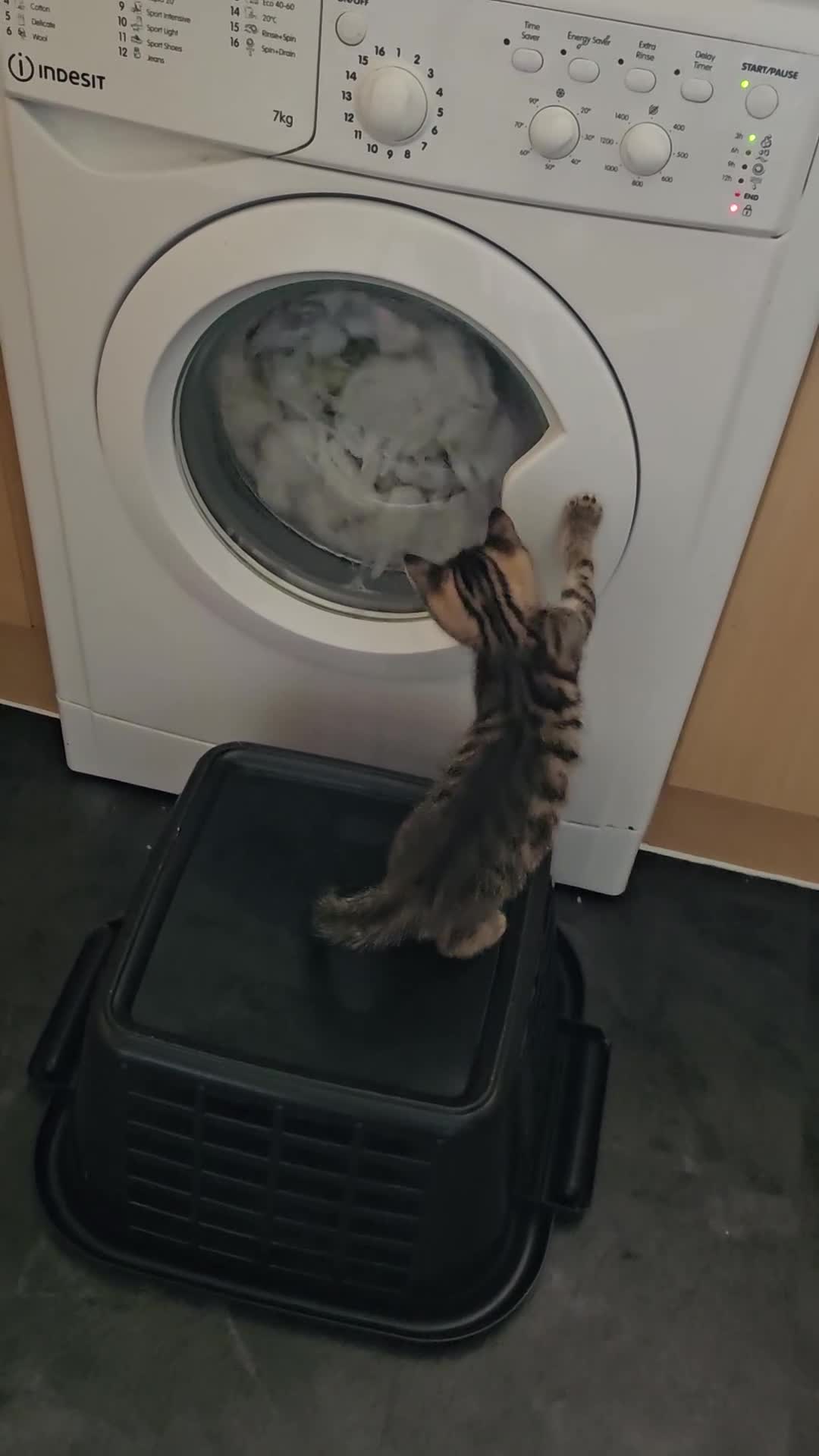 Domestic Shorthair cats for sale: 2 little boy kittens - Video 1