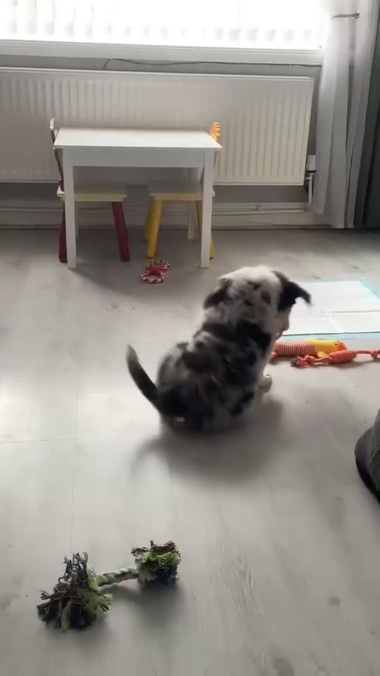 Border Collie dogs for stud: BORDER COLLIE STUD AVAILABLE in Prescot - Video 4