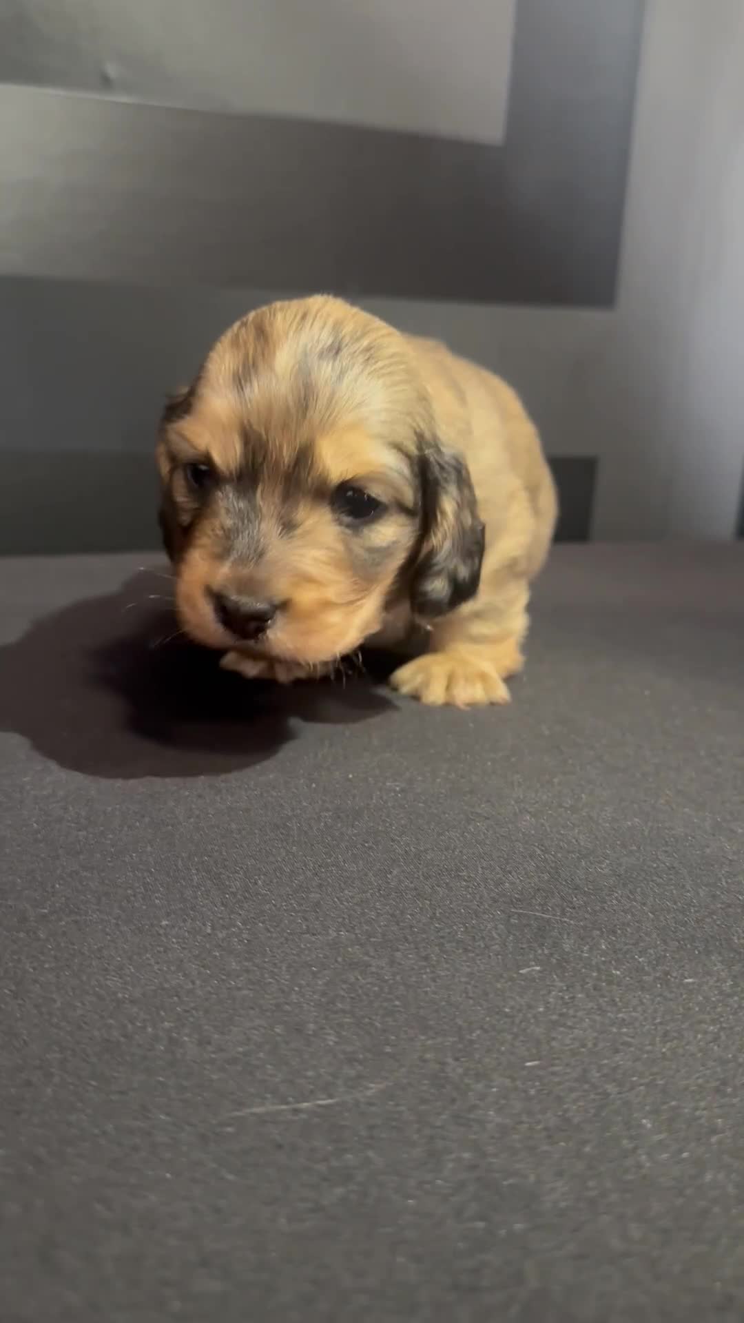 Dachshund dogs for sale:  KC Registered mini long hair Dachshund Puppies  - Video 1