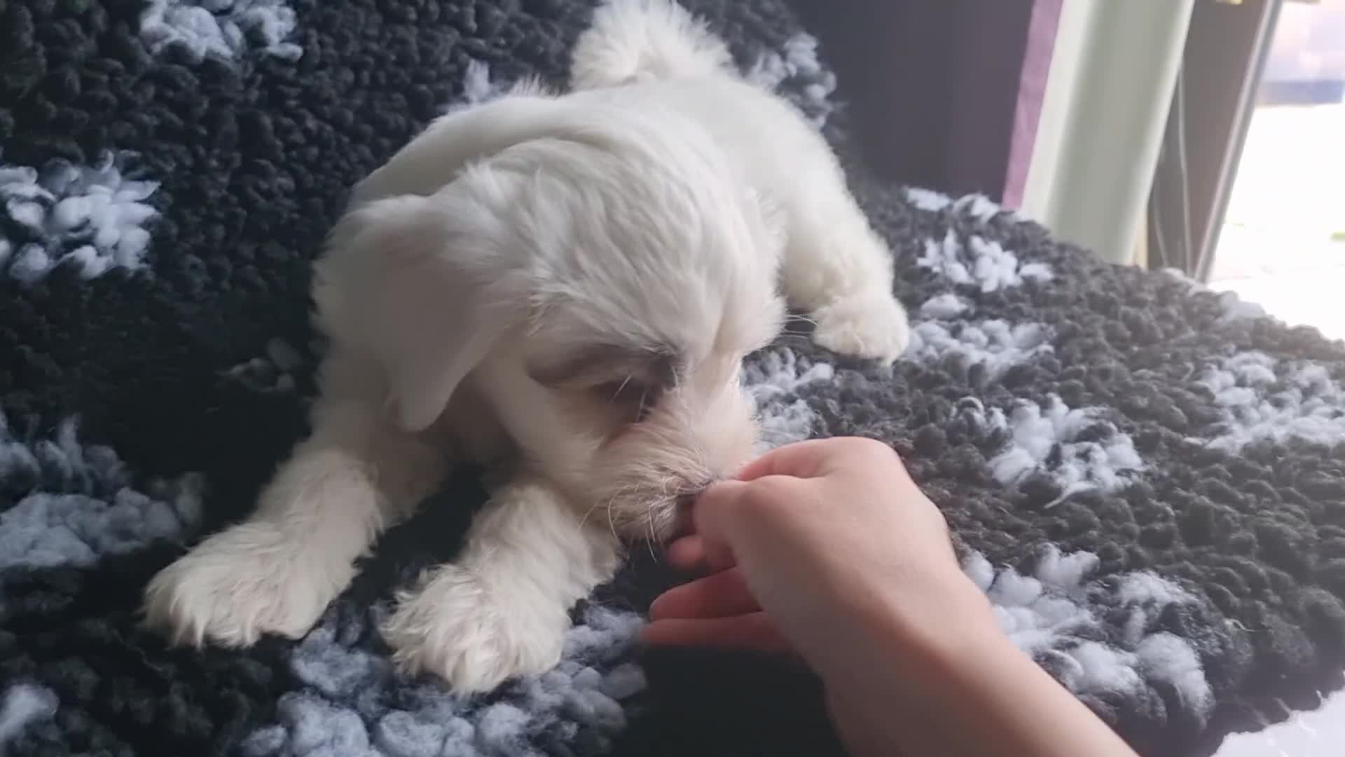Tibetan Terrier dogs for sale: Tibetan terrier puppies for sale - Video 5