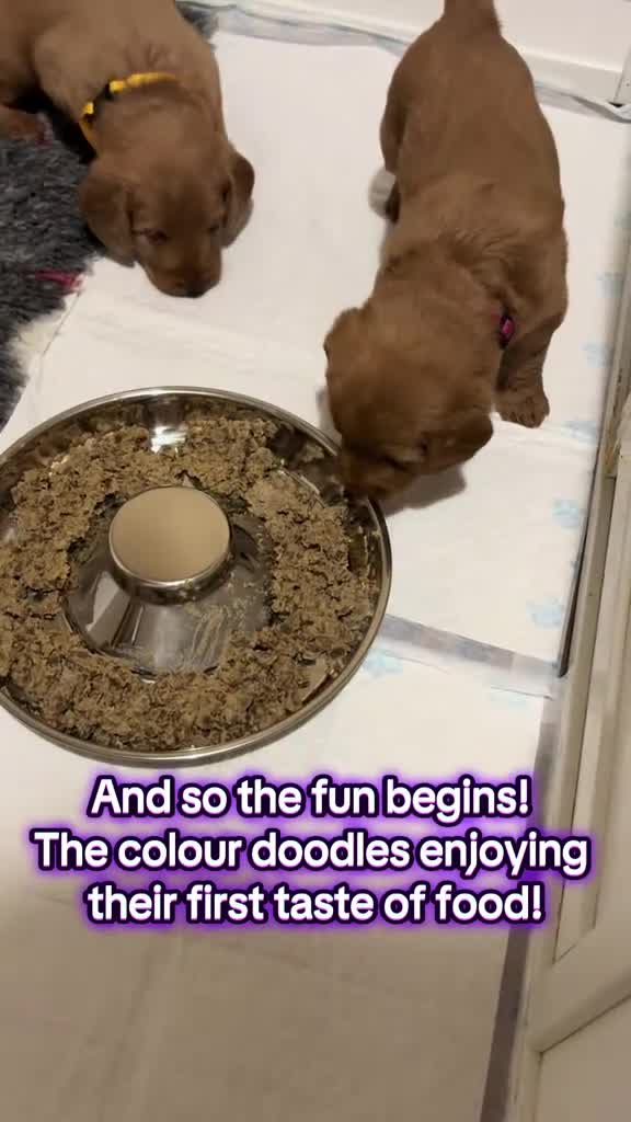 Labradoodle dogs for sale: **1 girl left** Beautiful F1 Labradoodles - Video 1