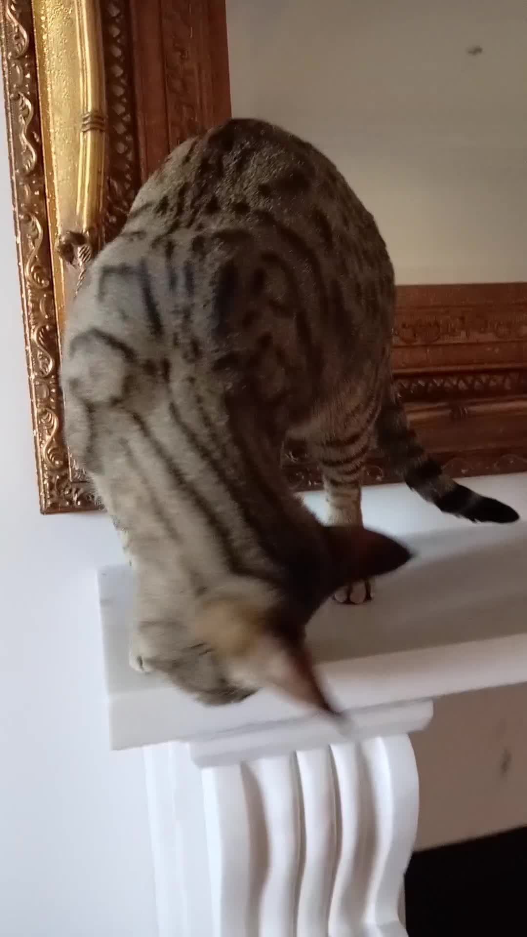 Savannah cats for sale: Pedigree F3 TICA Reg Savannah Lady in Darlington - Video 3