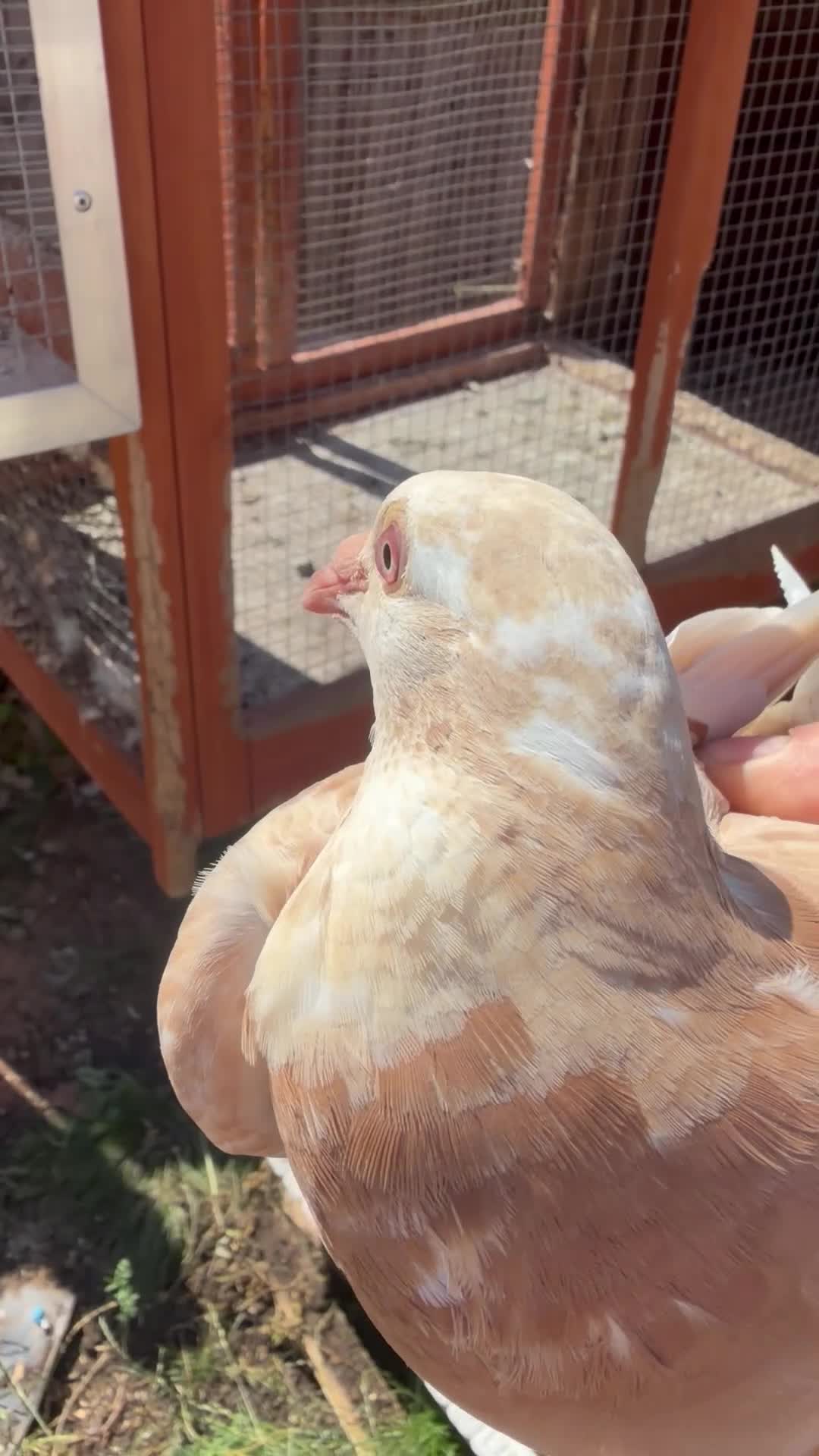 Pigeons birds for sale: Different pigeons for sale  - Video 1