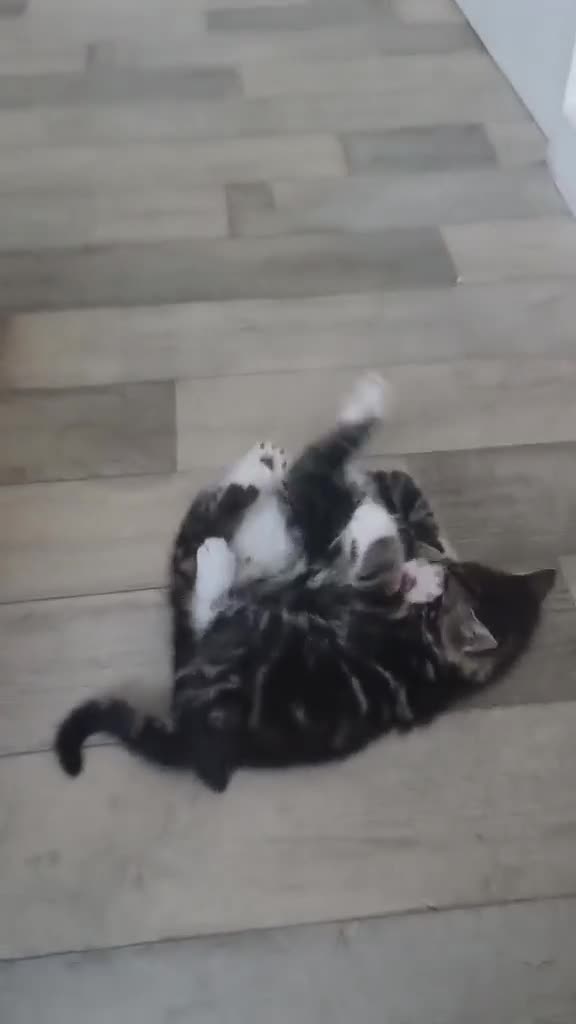 Norwegian Forest Cat cats for sale: Three beautiful kittens-ready 29. March - Video 1