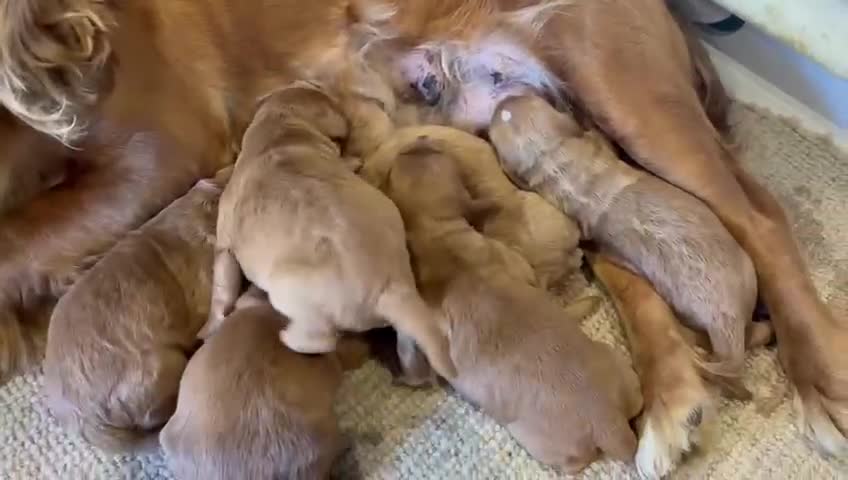 Cockapoo dogs for sale: F1 Cockapoo Red, Apricot. Health & genetic test - Video 1