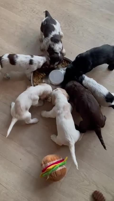 Cocker Spaniel dogs for sale: KC Reg Show Cocker Spaniels - Video 1