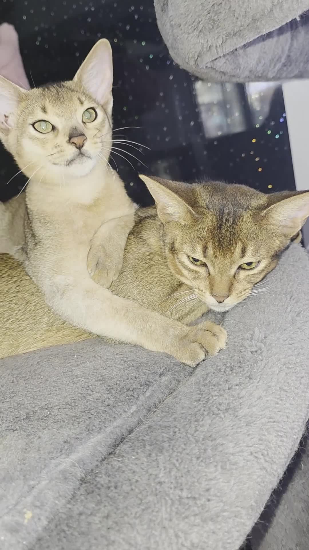 Abyssinian cats for sale: Rare colour beautiful Aby boys - Video 3